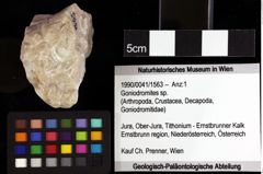 Foto (Objket + Etiketten) von Cracensigillatus acutirostris (Moericke, 1889) 